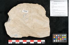 Foto (Objekt + Etikett) von Tilia cordata Miller (NHMW-GEO-2024-0188-15020)